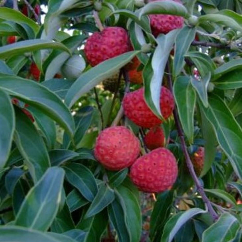 

Кудрания клубничное дерево Rubra