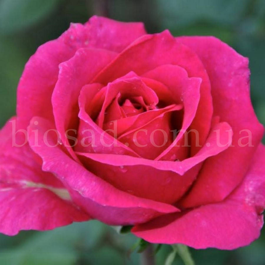 

Роза Биг Перпл /Юрианда, (Big Purple /Yurianda), саженец высшего класса АА+