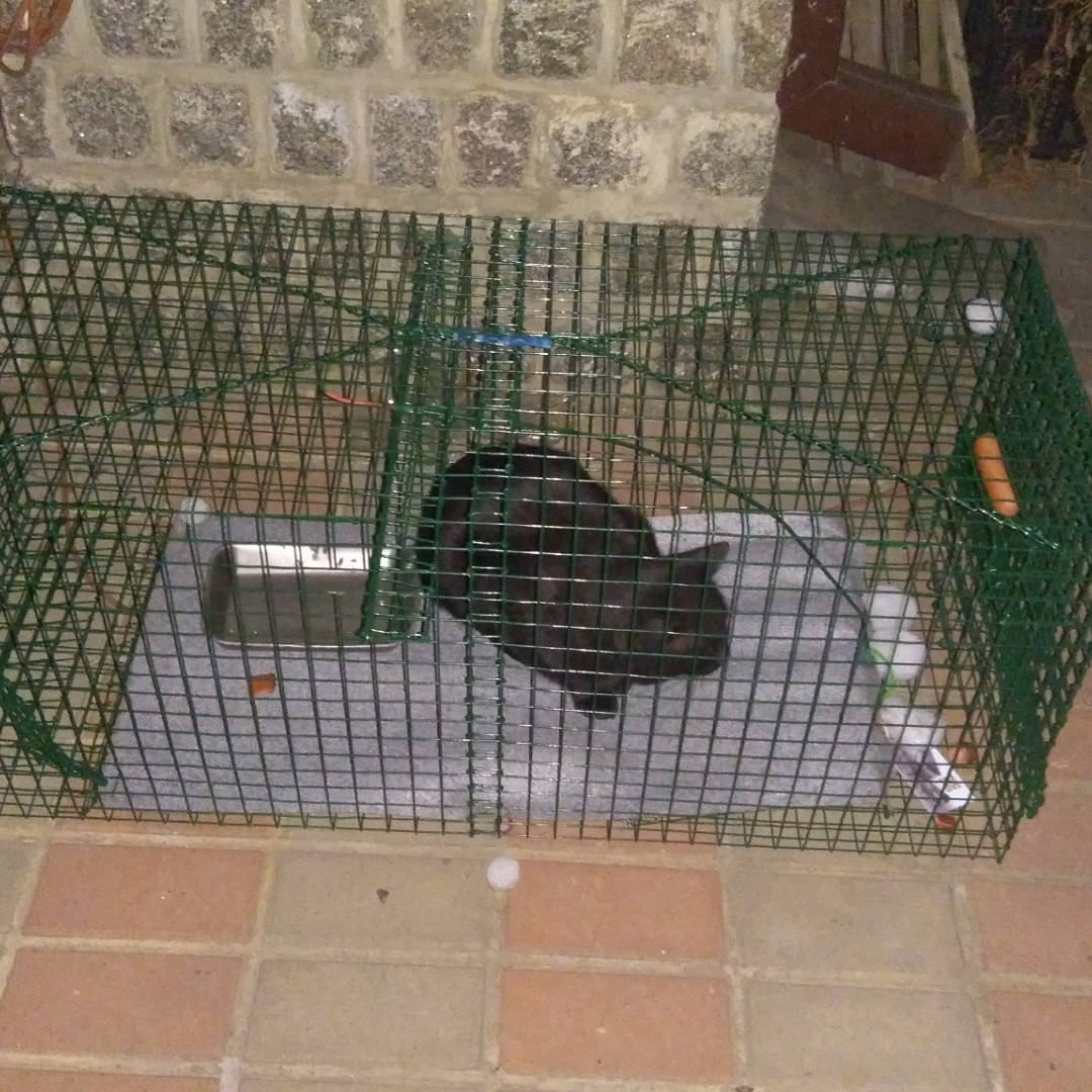 

Гуманна Пастка для котів, собачок, єнотів, білок, харків Cat trap (універсальна)