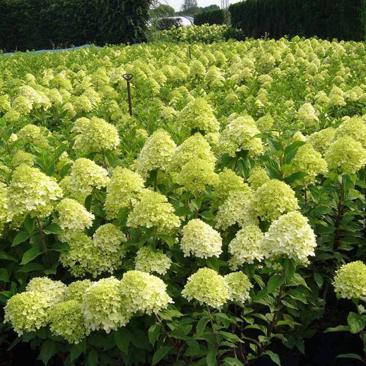 

Саженцы Гортензии метельчатой Лаймлайт (Hydrangea paniculata Limelight)