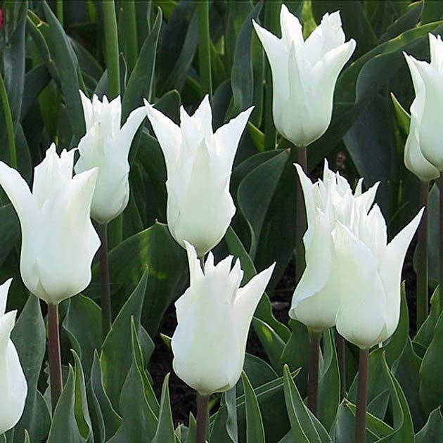 

Тюльпан Chic Lily (луковицы)5 шт