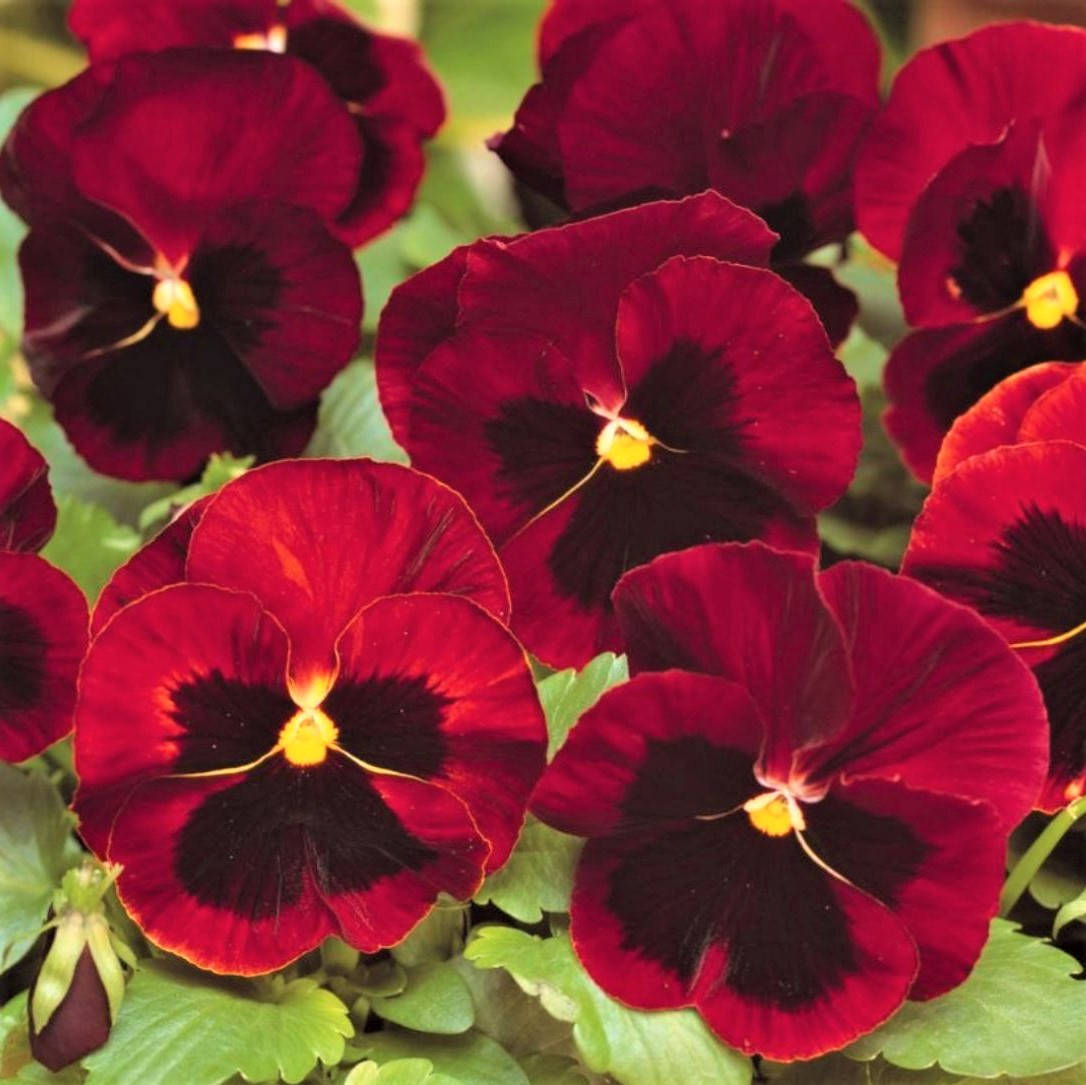 

Фиалка Colossus F1 Sungenta Red with Blotch