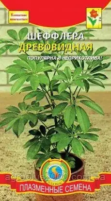 

Семена Шеффлера Древовидная 5 семян Агроника, Зелёный