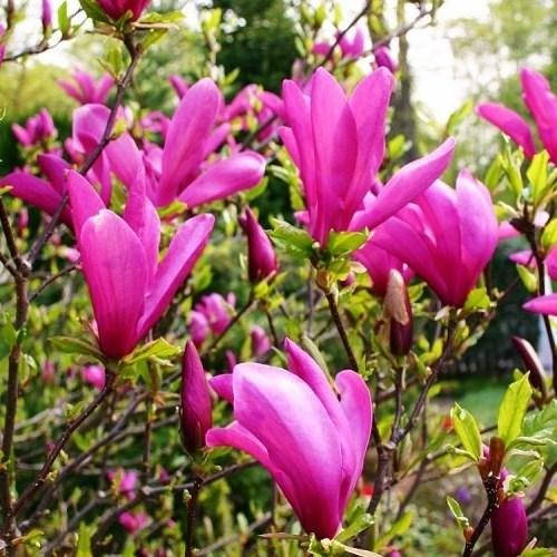 

Магнолия Сюзан Magnolia Susan 4 годичная 125см