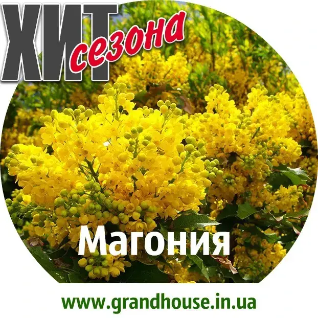 

Магония Жёлтая / Саженцы / Премиум Качество