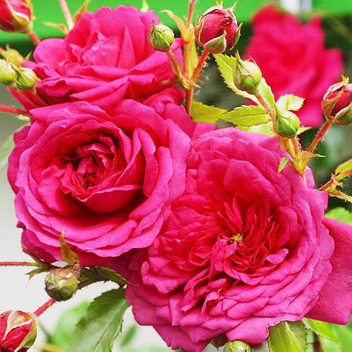 

Саженцы плетистой розы "Лагуна"