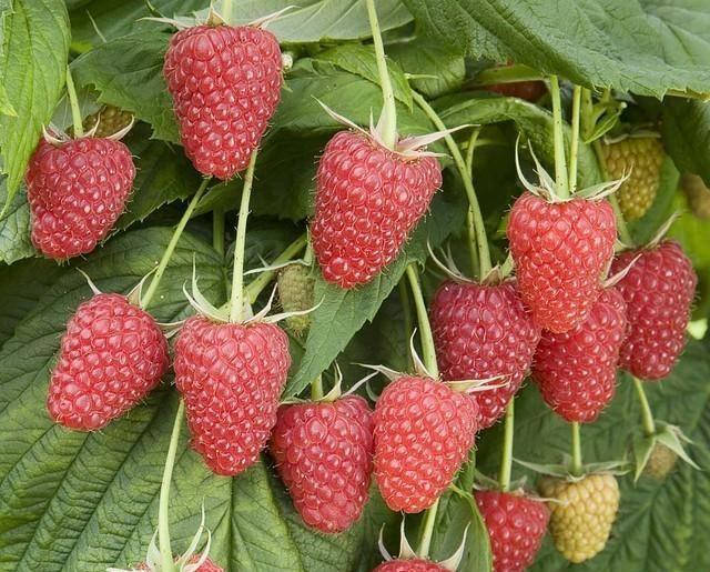 

Малина ЛЯШКА