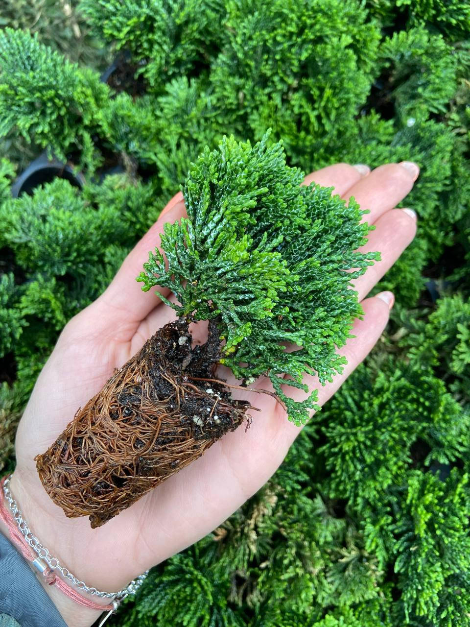 

Кипарисовик тупой Нана Грацилис (Nana Gracilis) 5-7 см