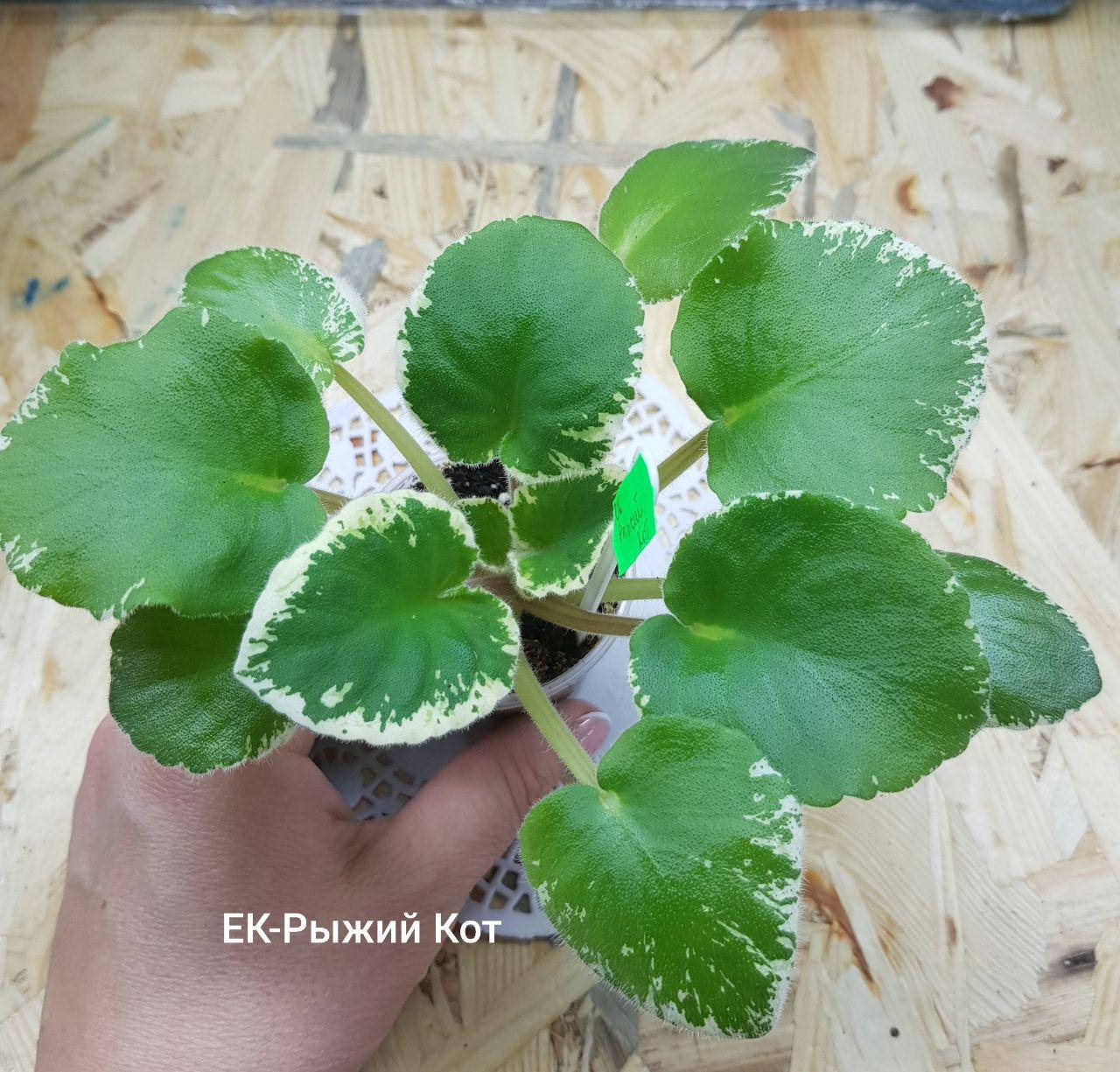 

Фиалка ЕК-Рыжий Кот детка Новинка!!