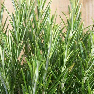 

Розмарин Perigord (саженцы)