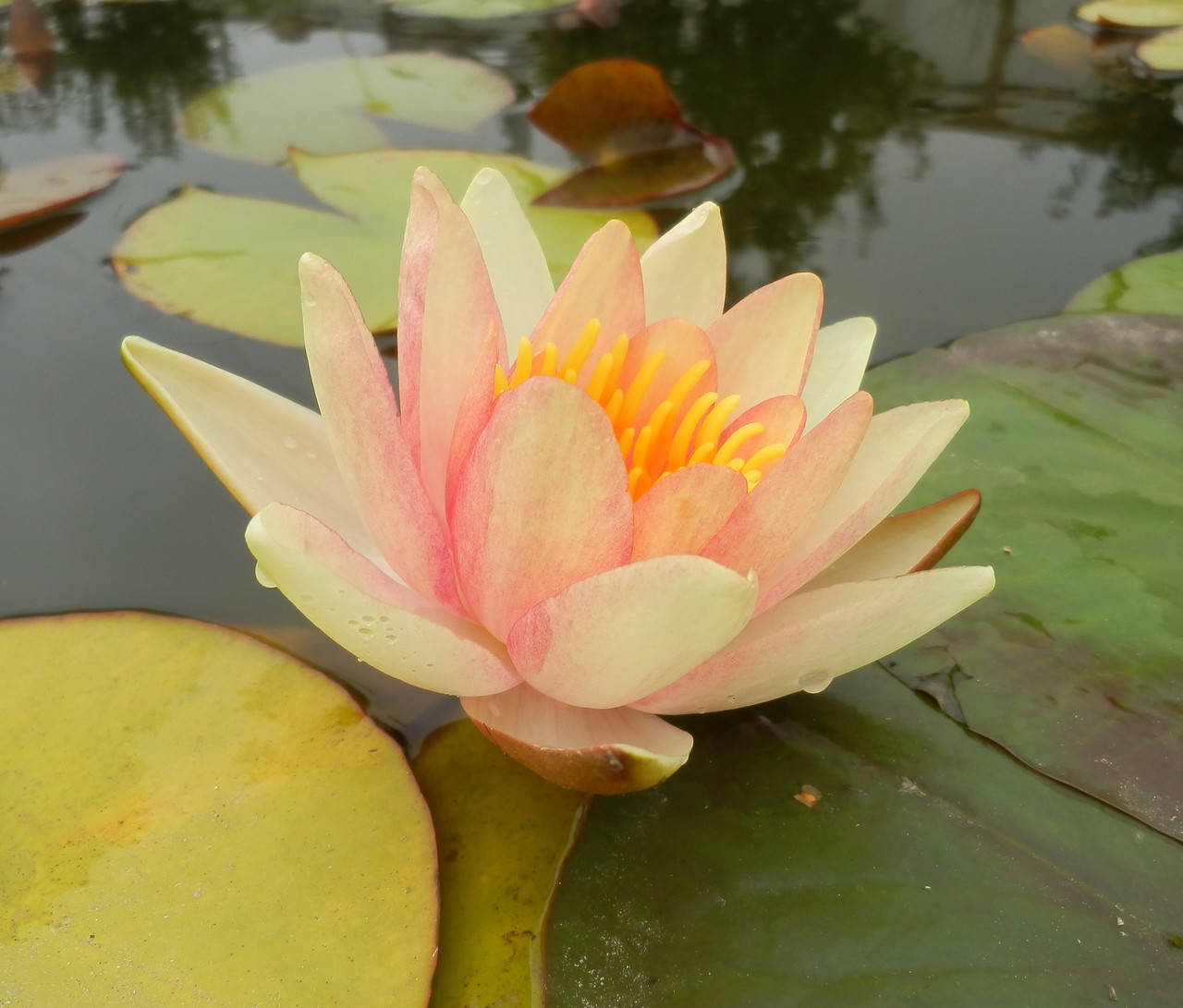 

Нимфея "Пол Хариот"- Nymphaea "Paul Hariot"