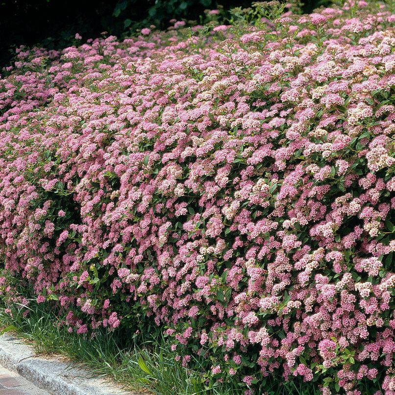 

Спирея японская Литл Принцесс, Spiraea japonica Little Princess