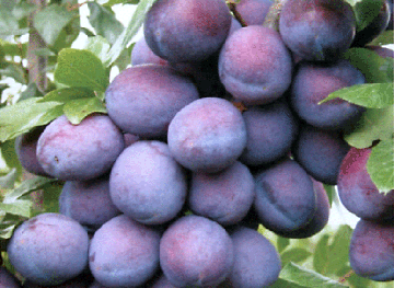 

Слива Президент