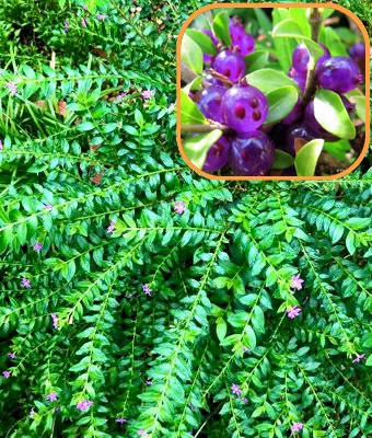 

Жимолость шапочная Мосс Грин \ Lonicera pileata Moss Green ( саженцы 3 года )