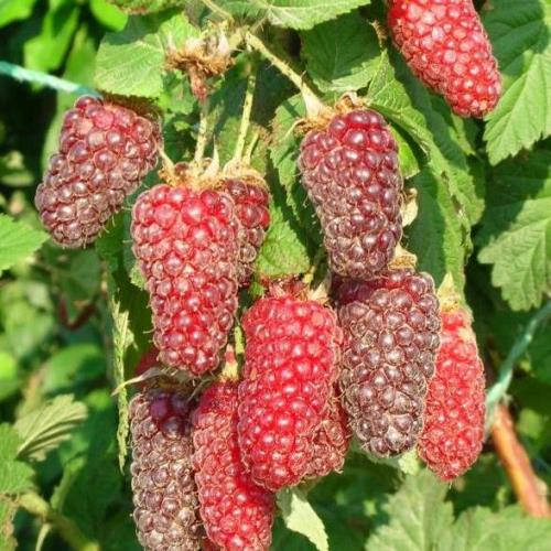 

Саженцы ежемалины ТАЙБЕРРИ