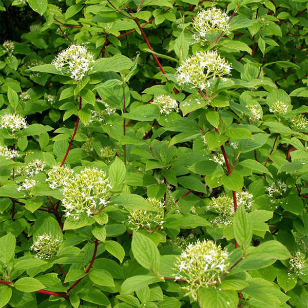 

Дерен белый Сибирика / Сornus alba Sibirica / С3