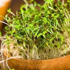 

Люцерна Радуга