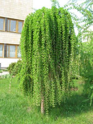 

Лиственница европейская плакучая ( Высота штамба 1.7 м)
