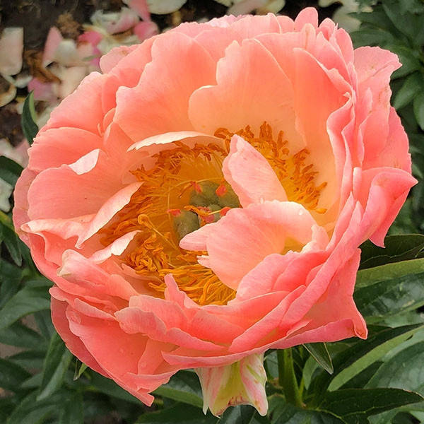

Пион Coral Sunset корневище
