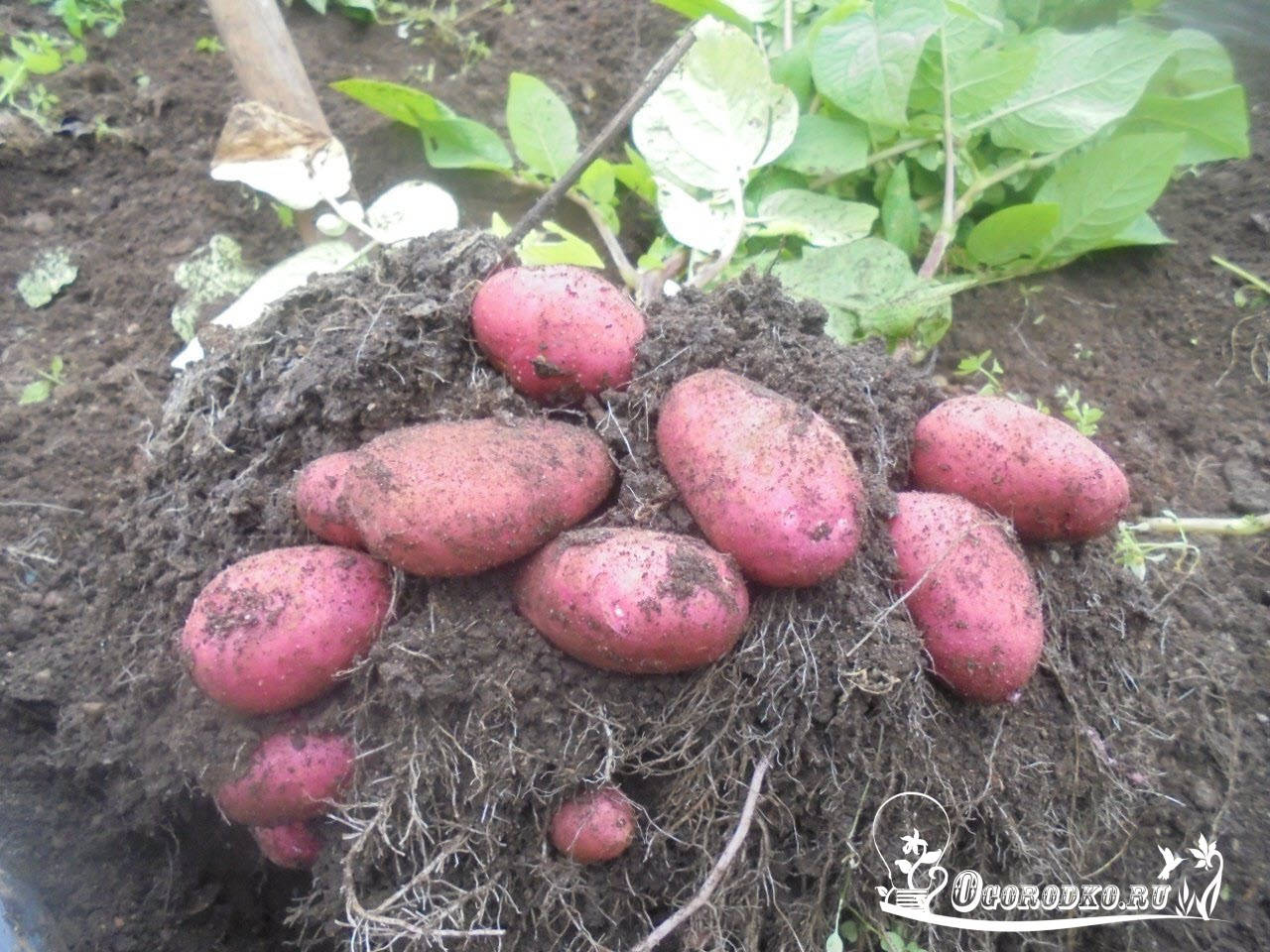 

Картофель семенной ранний Ред Скарлет