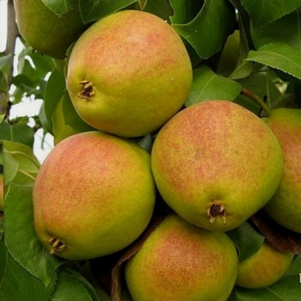 

Саженцы груши «Яблунивская» - 1-летний