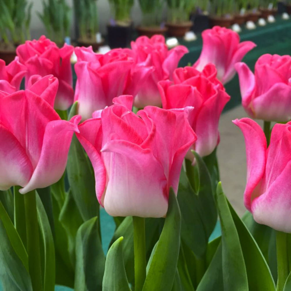 

ТЮЛЬПАН CROWN OF DYNASTY 2 шт.