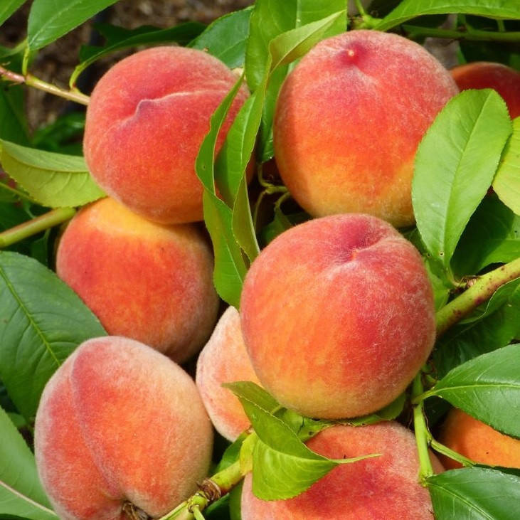 

Саженцы персика "РЕД ХЕВЕН"