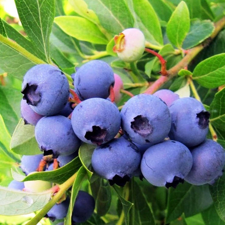 

Лохина Патріот