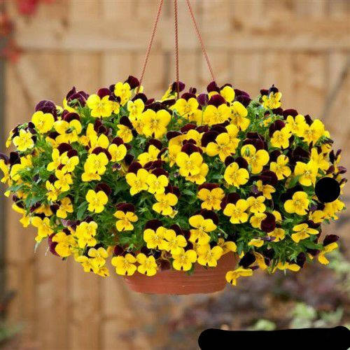 

Семена Виола ампельная Солнечный свет (Cool Wave F1Sunshine 'N Wine ) 5 шт PanAmerikan