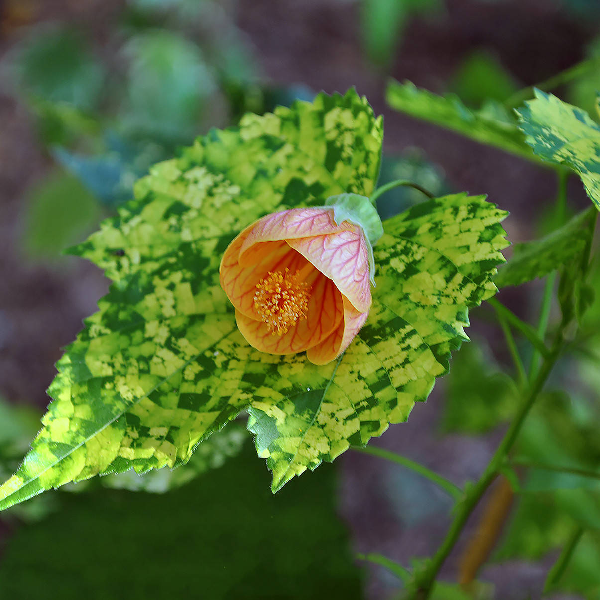 

Абутилон мраморный, Abutilon megapotamicum marmoratum