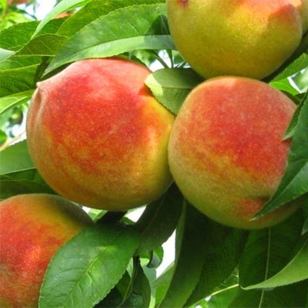 

Саженцы абрикоса «Киевский ранний» - 2-летний