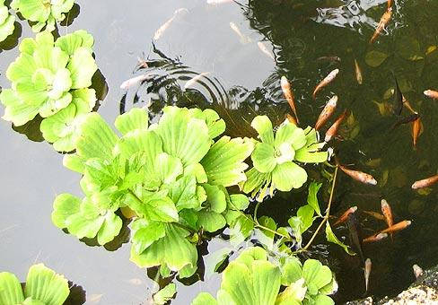 

ВОДЯНОЙ САЛАТ, ПИСТИЯ, ВОДЯНАЯ КАПУСТА (большой куст)