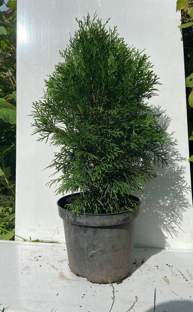 

Туя западная Смарагд (Thuja Occidentalis Smaragd) 40-45 см