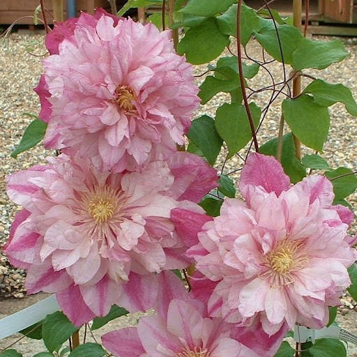 

Клематис Инносент Блаш (Innocent Blush)