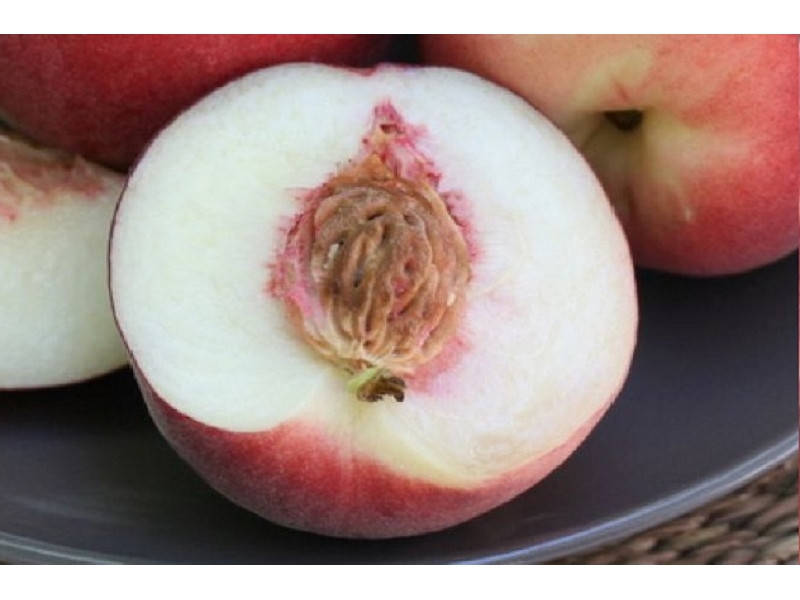 

Саженцы персика ГЛАДИС позднего срока созревания