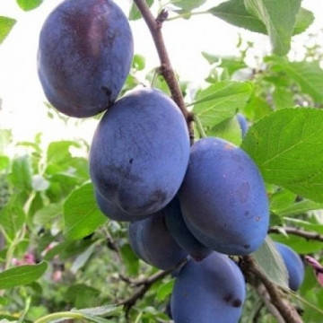 

Саджанці сливи Конквест (Conguest) (без кісточки)