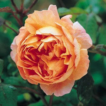 

Роза Lady Emma Hamilton (саженцы)