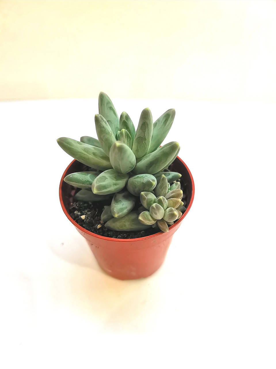 

Пахифитум Pachyphytum compactum Суккулент Комнатное растение