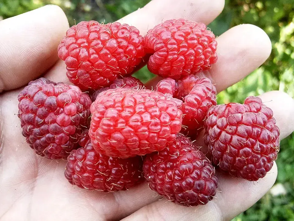 

Малина "ШАПКА МОНОМАХА" крупноплодная / Ремонтантный сорт / Саженцы