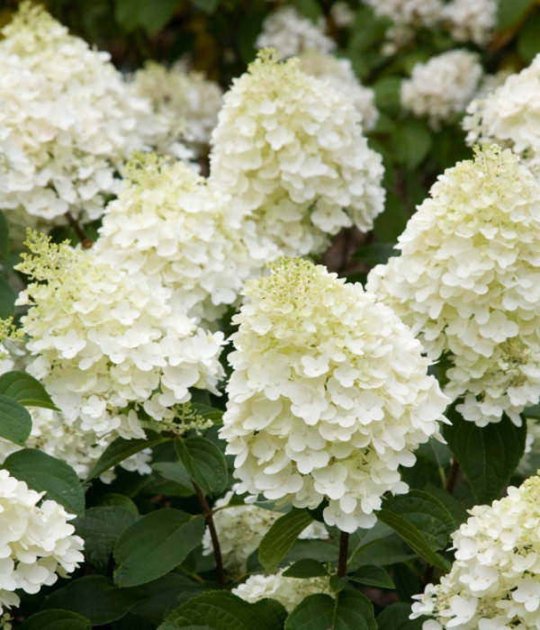 

Гортензия метельчатая Сильвер Доллар \ Hydrangea paniculata `Silver Dollar`( саженцы 2 год)