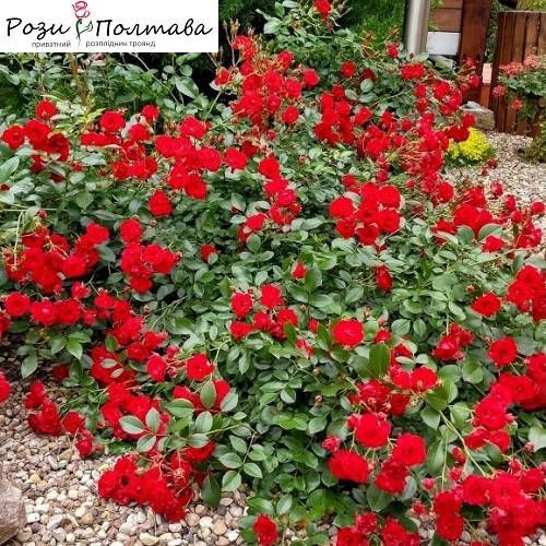 

Скарлет Маяндекор (Scarlet Meillandecor)