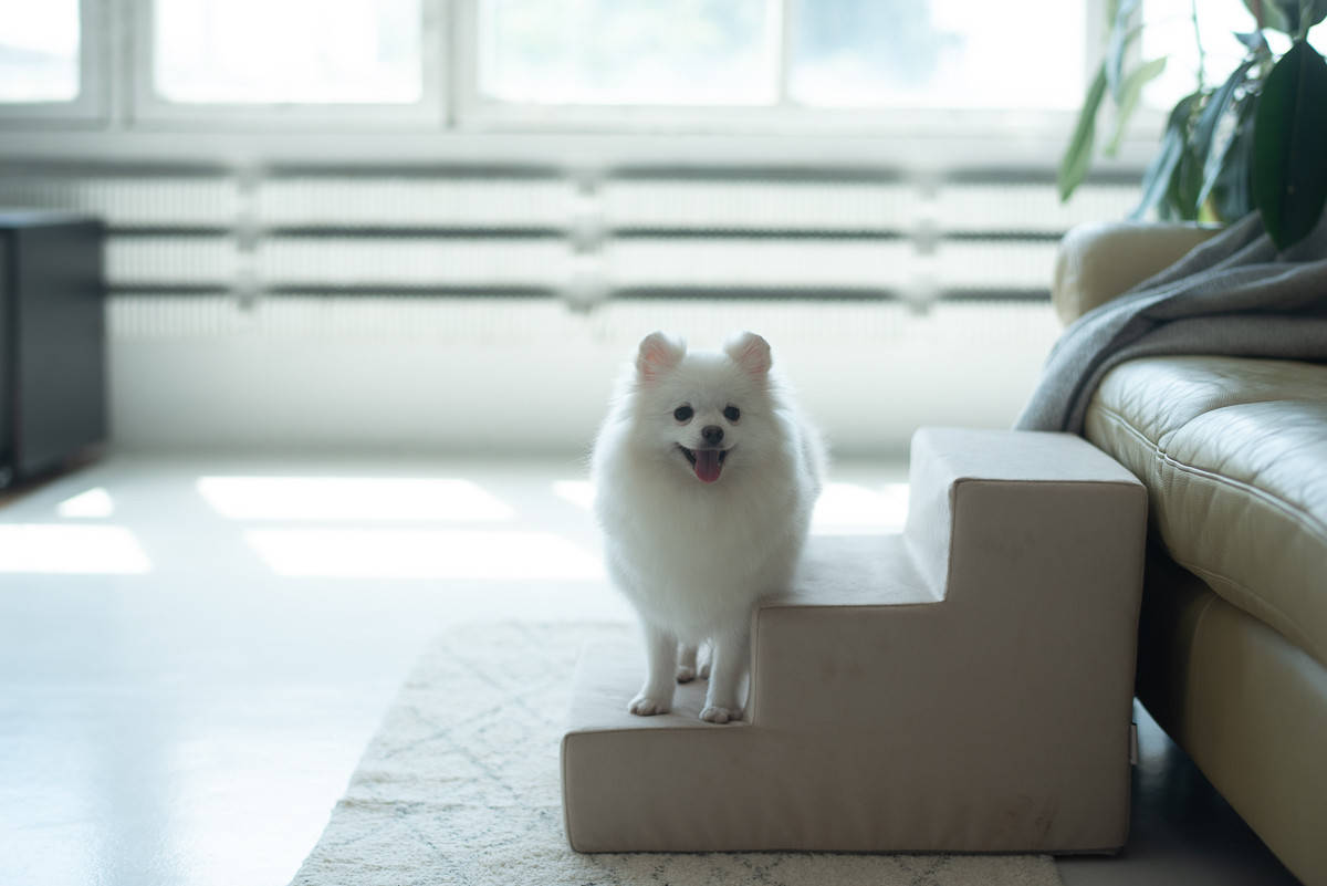 

Сходи для собак беж, Бежевый