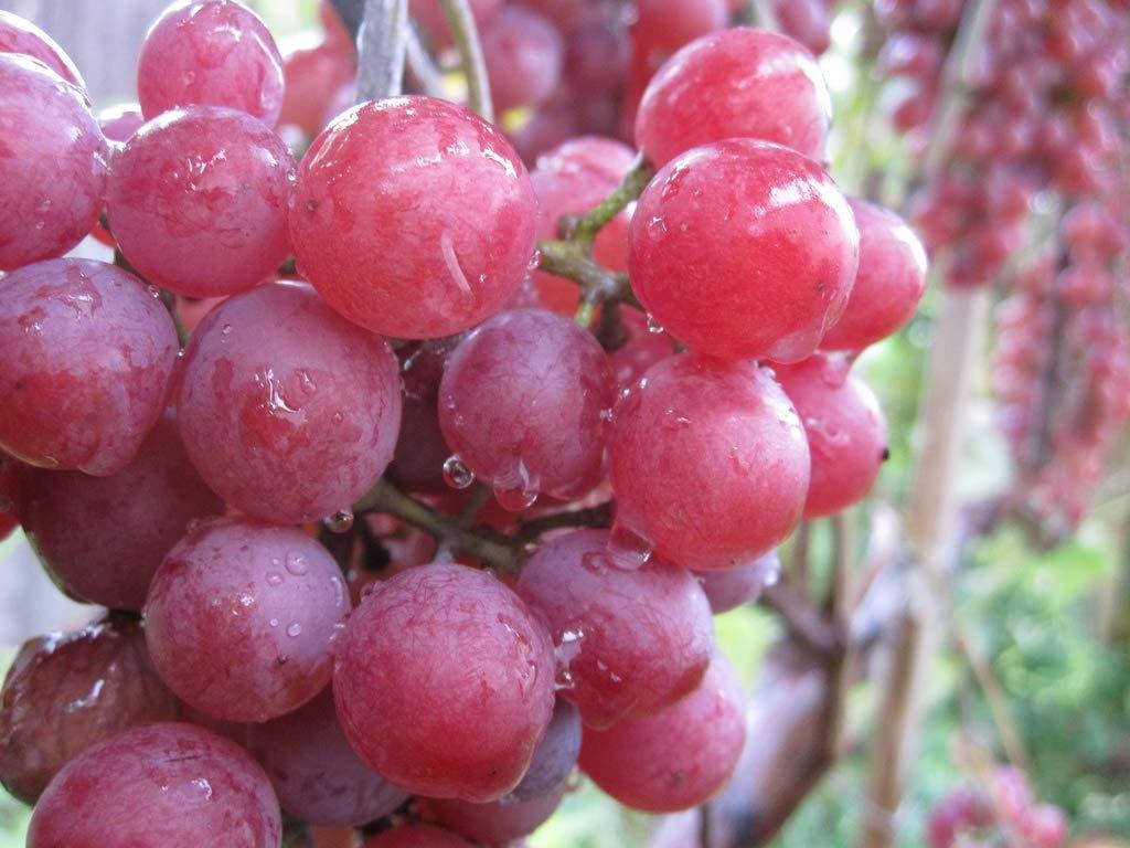 

Виноград "Ливия" (2 года)