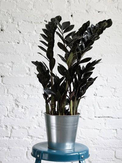 

ДОЛЛАРОВОЕ ДЕРЕВО ЗАМИАКУЛЬКАС RAVEN "ВОРОН"