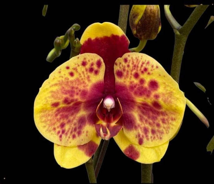 

Орхидея Phal. PHOENIX “06” Подросток 2,5