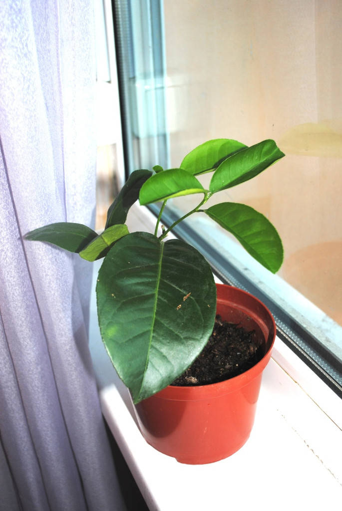 

Лимон саженец Тропиканка "Киевский" 15-25 см с горшком