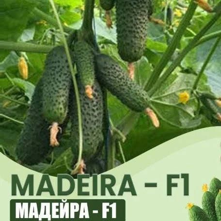 

Мадейра F1 10 шт семена огурца Seminis Голландия