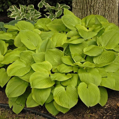 

Хоста Август мун, Hosta August Moon