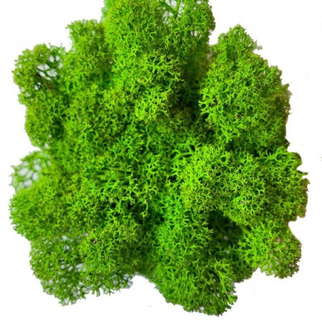 

Стабилизированный мох Зеленый Лайт Ягель Норвежский 100 г Green Ecco Moss