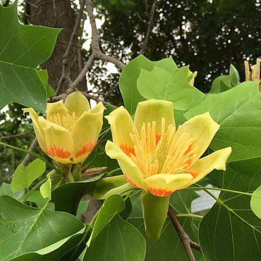 

Лириодендрон тюльпановидный, Liriodendron tulipifera